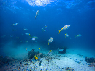 Yellowtail snapper and sergeant major school fish at Punta Cana, Dominican Republic