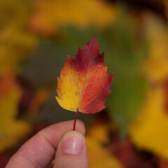 a small red-yellow autumn leaf in the fingers of a hand with a blurred background