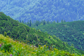 misty green mountain cores in summer covered with grass