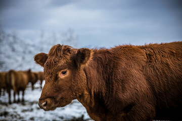 Grey cow cattle standing outdoors in a winter pasture in the day. Cow looking at camera portrait in the winter snow. High quality photo