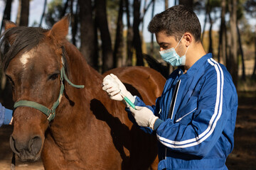 Fototapeta premium vet with mask and gloves preparing medicine for the horse