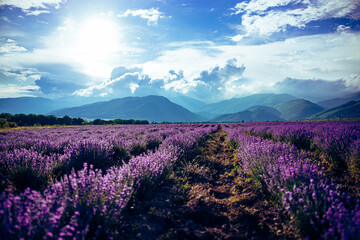 Beautiful big lavender field in Bulgaria with mountains in the background.Violet flowers blooming. Amazing nature shot. High quality photo