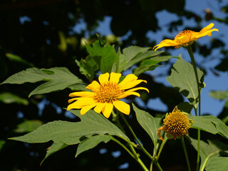 Yellow bloom on bush. Garden plant in village.