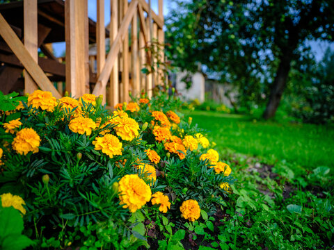 Yellow Garden Flowers On Green Blur Background