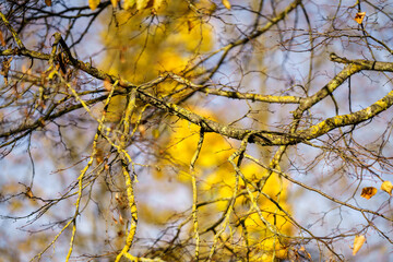 Fototapeta na wymiar yellow golden autumn leaves abstract background