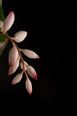 Dominican flora bloom on black color background