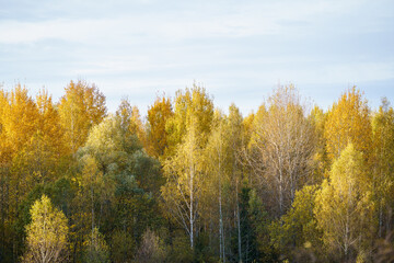 yellow golden autumn leaves abstract background