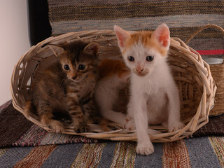 Kittens ginger white gray in basket. Pussy in studio