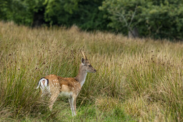 Deer in Crom Estate, Upper Lough Erne, County Fermanagh, Northern Ireland