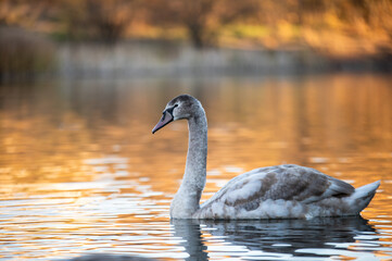 swan on the lake