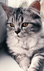  Cute Persian kitten sitting to the window at home