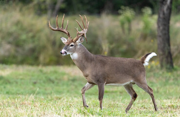 Whitetail Deer Buck in Texas farmland - 471693882