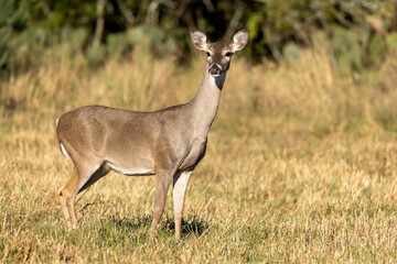 Naklejka na ściany i meble Whitetail Deer Doe in Texas farmland