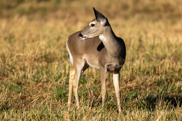 Whitetail Deer Doe in Texas farmland