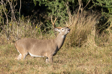 Whitetail Deer Buck in Texas farmland