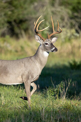 Naklejka na ściany i meble Whitetail Deer Buck in Texas farmland