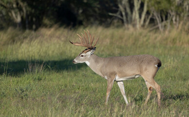 Whitetail Deer Buck in Texas farmland