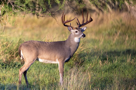 Whitetail Deer Buck in Texas farmland