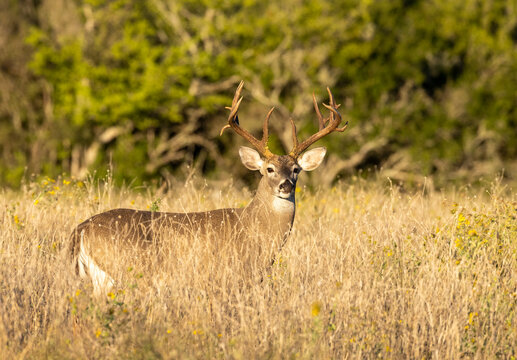 Whitetail Deer Buck In Texas Farmland