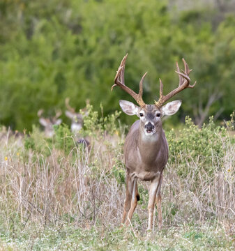 Whitetail Deer Buck in Texas farmland
