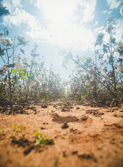 Close-up of Cotton in a Cotton Field Ready to Harvest