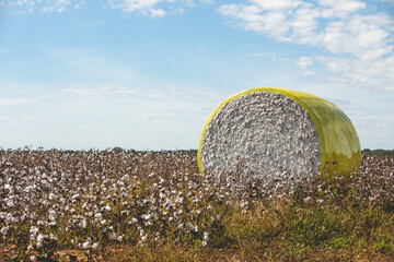 Bales of Harvested Cotton Wrapped in Yellow
