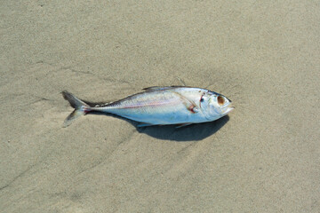 dead fish on sandy beach