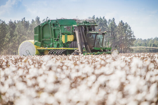 Cotton Harvester Harvesting Cotton