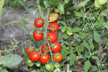 Cherry tomatoes on a branch
