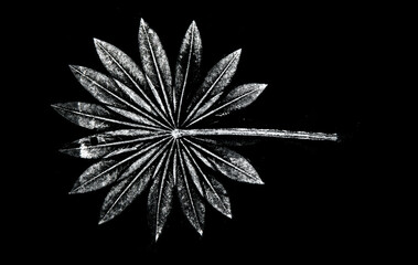 a leaf printed on paper