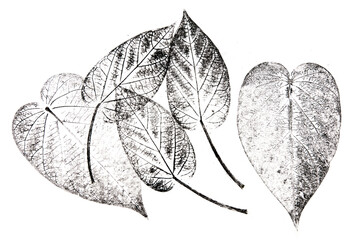 a leafs printed on paper