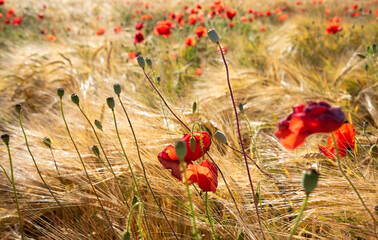 Naklejka premium Beautiful meadow with wild poppy flowers and yellow grass in summer