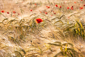 Fototapeta premium Beautiful meadow with wild poppy flowers and yellow grass in summer
