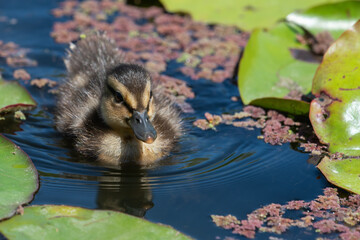 Close up of a mallard (anas platyrhnchos) duckling swimming in the water