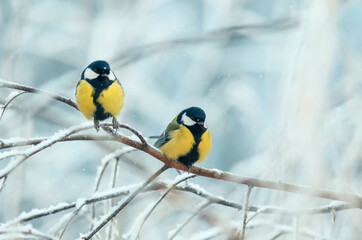 two chickadee birds are sitting on the branches in the winter garden covered with frost