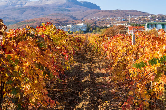 Vineyards in the mountains of Crimea.