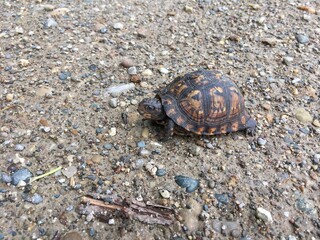 Turtle crossing