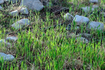 grass in the forest