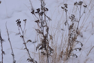 WINTER PHOTO PHONE, SOFT FOCUS, BLURRED IMAGE OF PLANTS, SILHOUETTES OF BRANCHES, LEAVES ON A SNOW BACKGROUND. LANDSCAPE forest in late autumn. dark browns and reddish colors. Abstraction