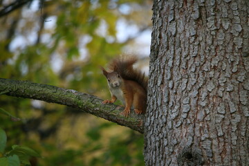 Squirrel sitting on a tree