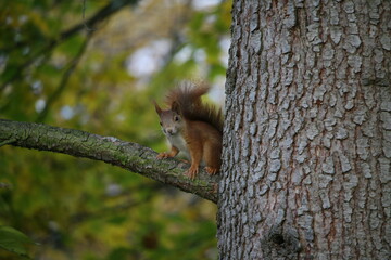 Squirrel sitting on a tree