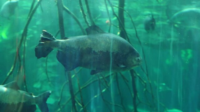 Brown pacu from the piranha subfamily of the haracin family or of the piranha family in aquarium