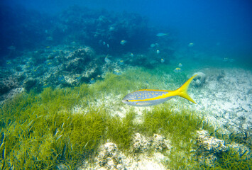 Yellowtail snapper and sergeant major school fish at Punta Cana, Dominican Republic - obrazy, fototapety, plakaty