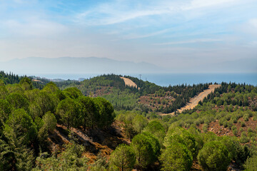 Nature trying to be reforested after forest fire.