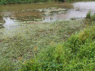 Ludwigia sedioides Plants with Canal in Sri Lankan Nature Background
