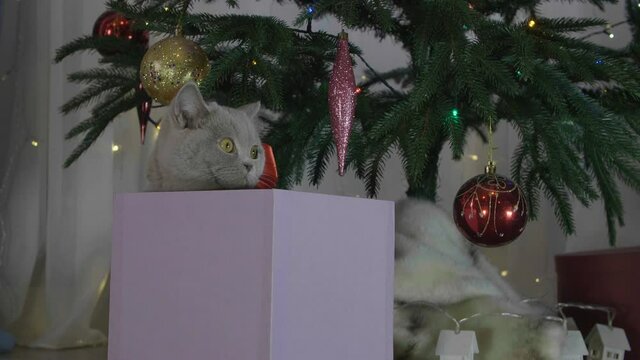 Cute british cat playing in a gift box with Christmas decoration. Funny situation. Christmas kitten among spruce branches and red New Year's toys. British cat with New Year decorations.
