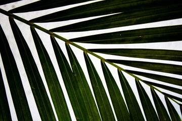 Fototapeta Zielone tropikalne liście  obraz
