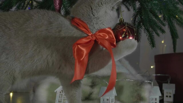 Little curious kitty in red Santa Claus hat plays with Christmas red ball. Funny situation. Christmas kitten among spruce branches and red New Year's toys. British cat with New Year decorations.