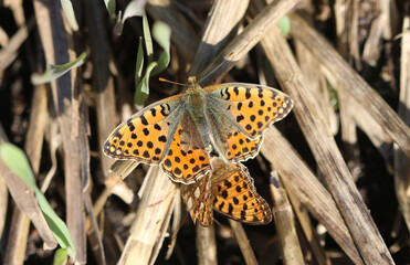 Kleiner Perlmuttfalter - Queen of Spain fritillary