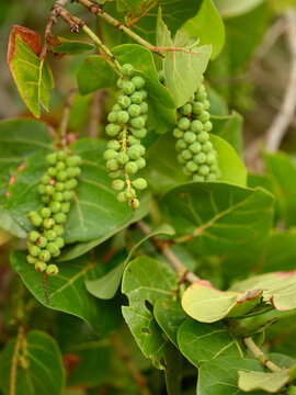 Wild grapes on plant. Tropical flora in carribbean island